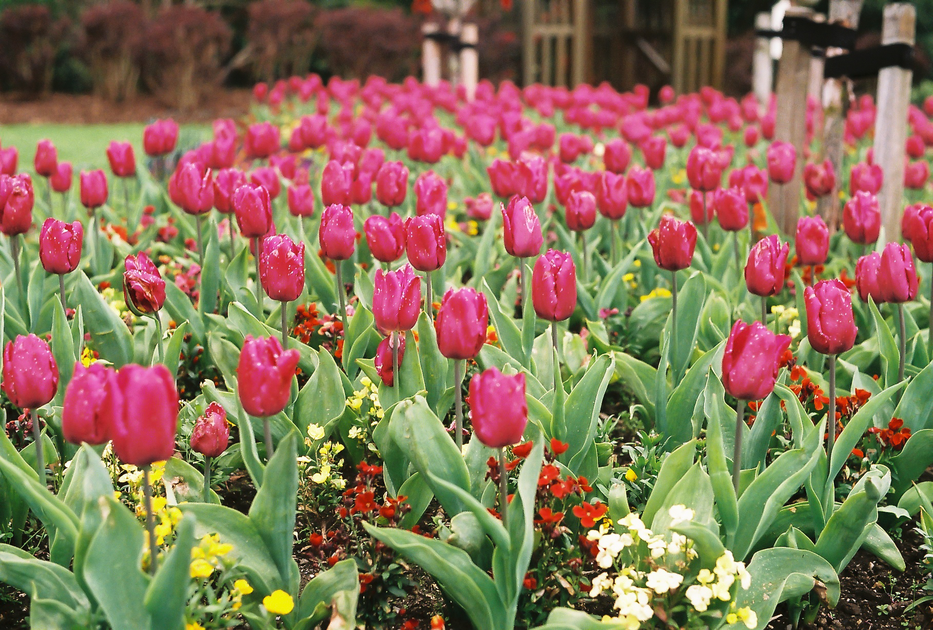 Tip-toe, Botanical Gardens