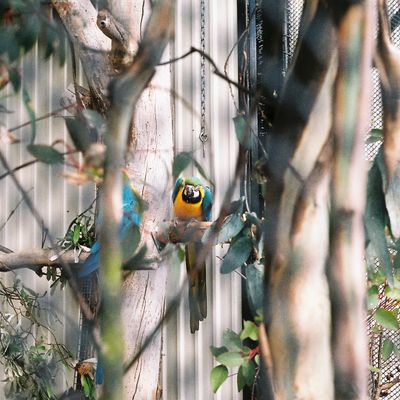 Polly? II,  Botanical Gardens