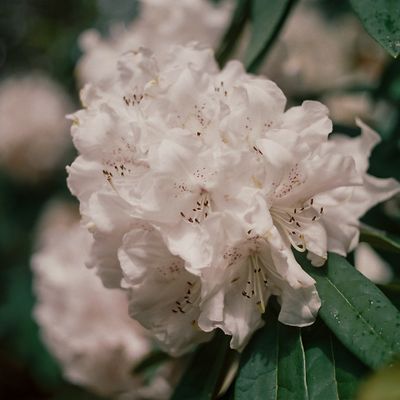 Rhododendron, Botanical Gardens