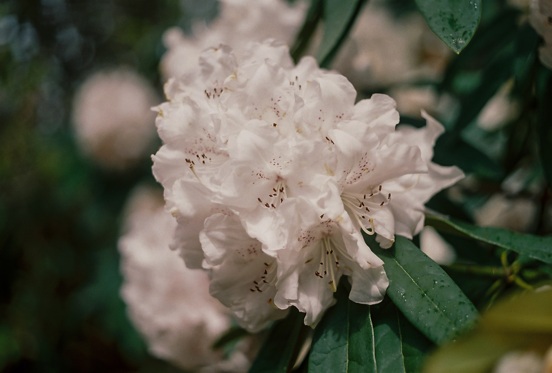 Rhododendron, Botanical Gardens