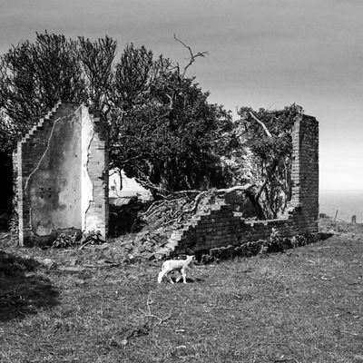 Derelict Lamb, Paradise Track