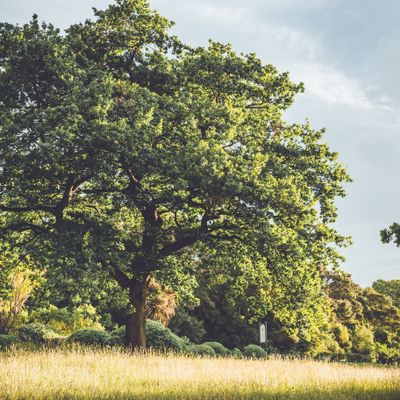 Tree of Life II, Botanical Gardens