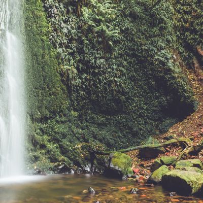 Nicols Falls, Ōtepoti 