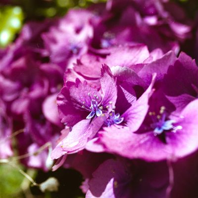 Fuchsia Hydrangeas, Dunedin