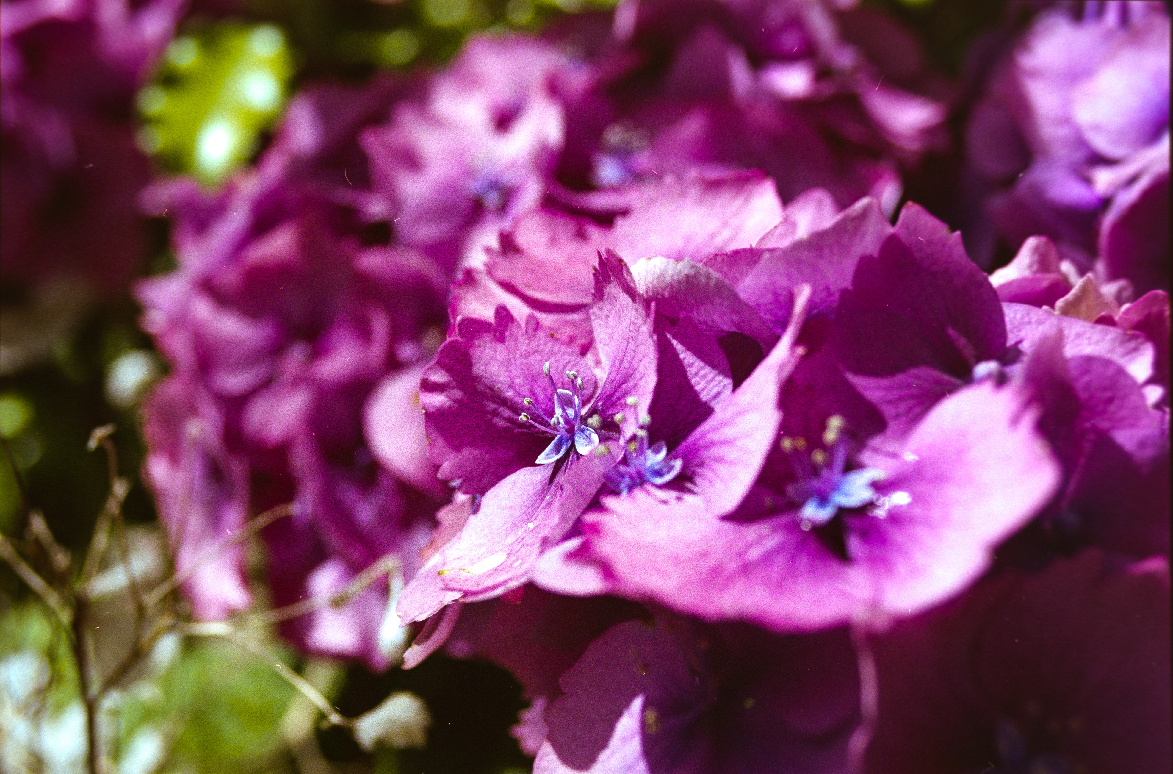 Fuchsia Hydrangeas, Dunedin