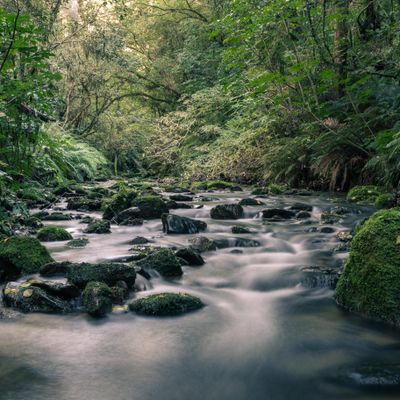 Silver, Nicols Creek