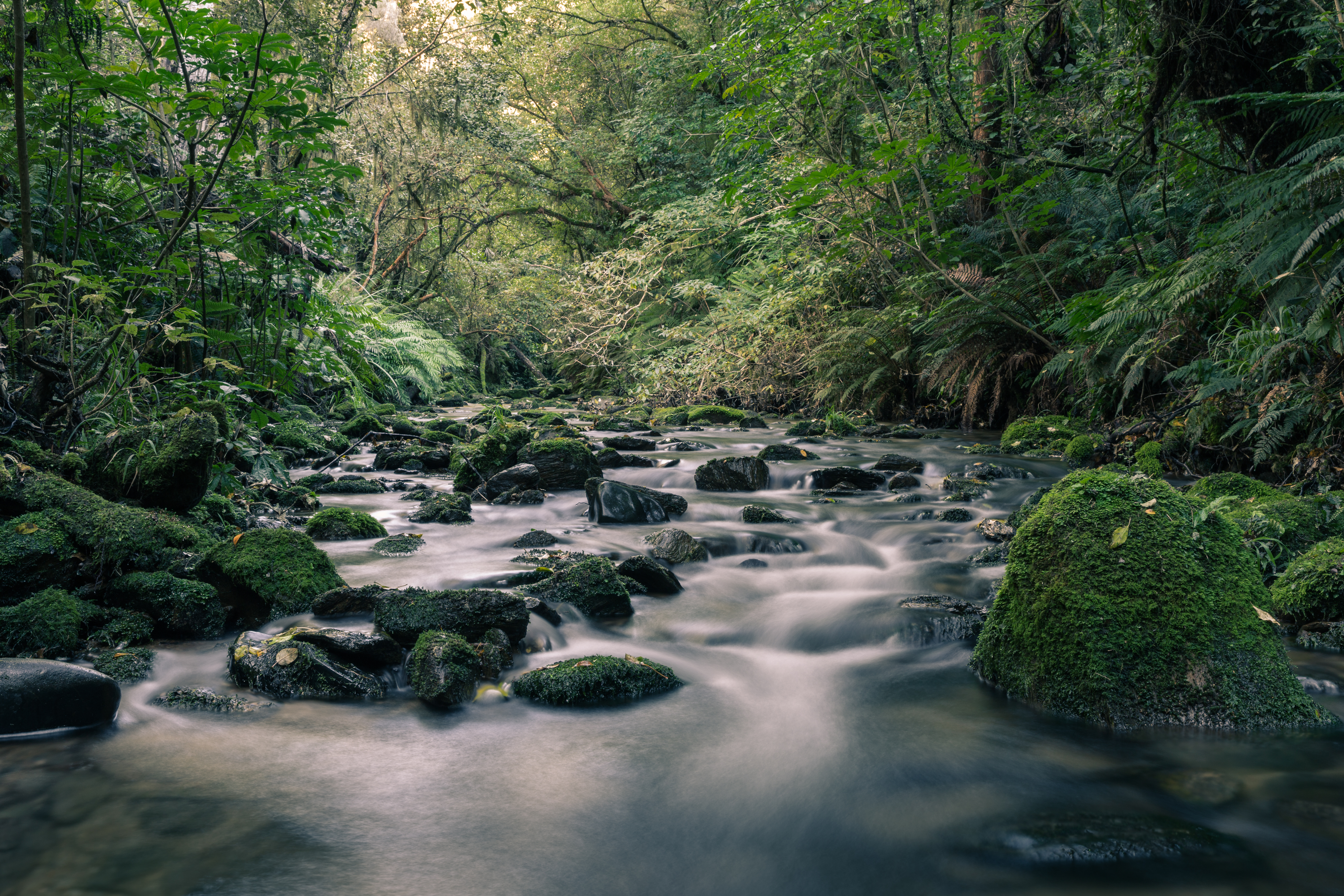 Silver, Nicols Creek