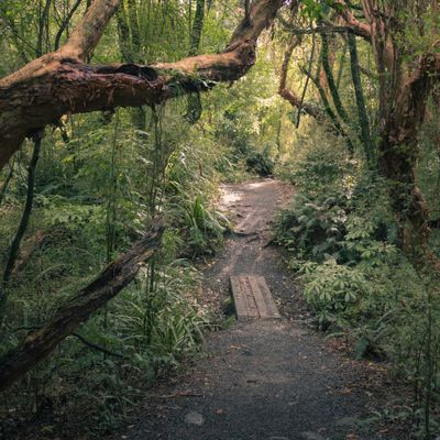 Path, Woodhaugh Gardens