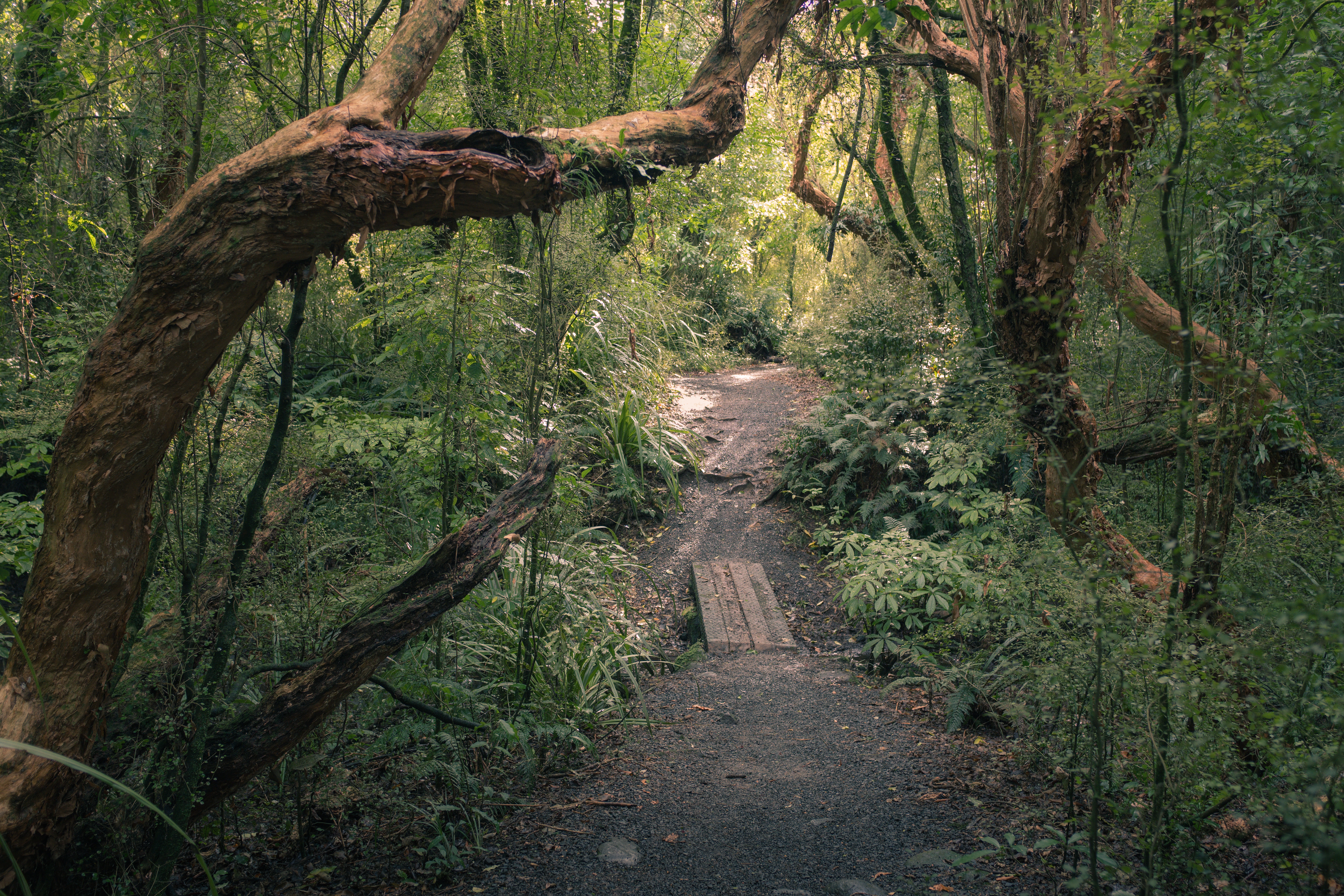 Path, Woodhaugh Gardens