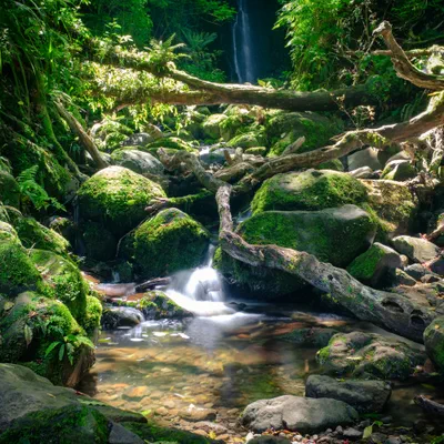 Nicols Falls II, Ōtepoti 