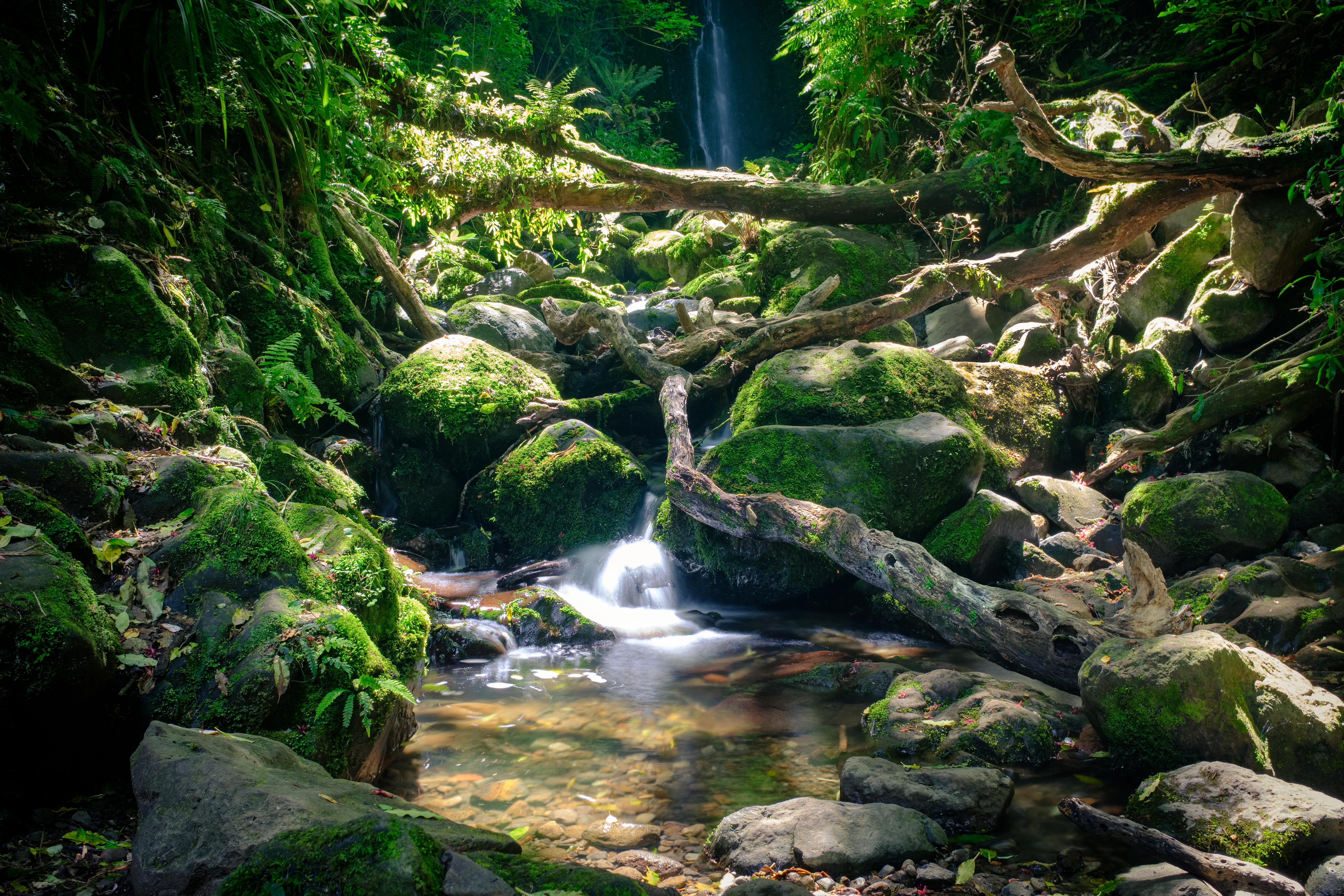 Nicols Falls, Ōtepoti 