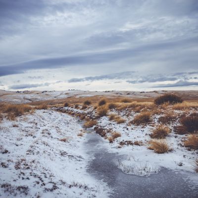 Red Tussock, Dunstan Trail