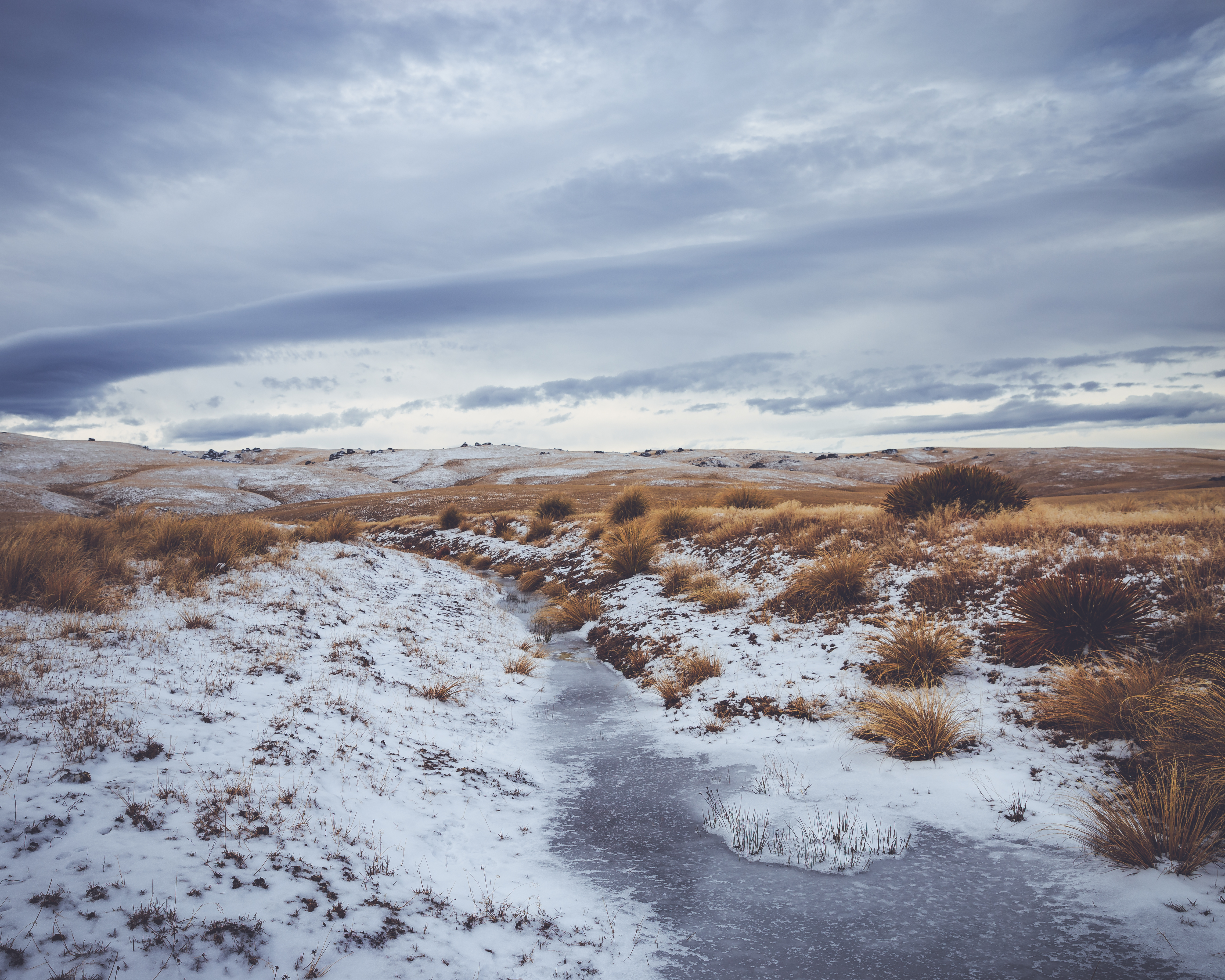 Red Tussock, Dunstan Trail