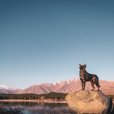 Border Collie, Lake Tekapo 