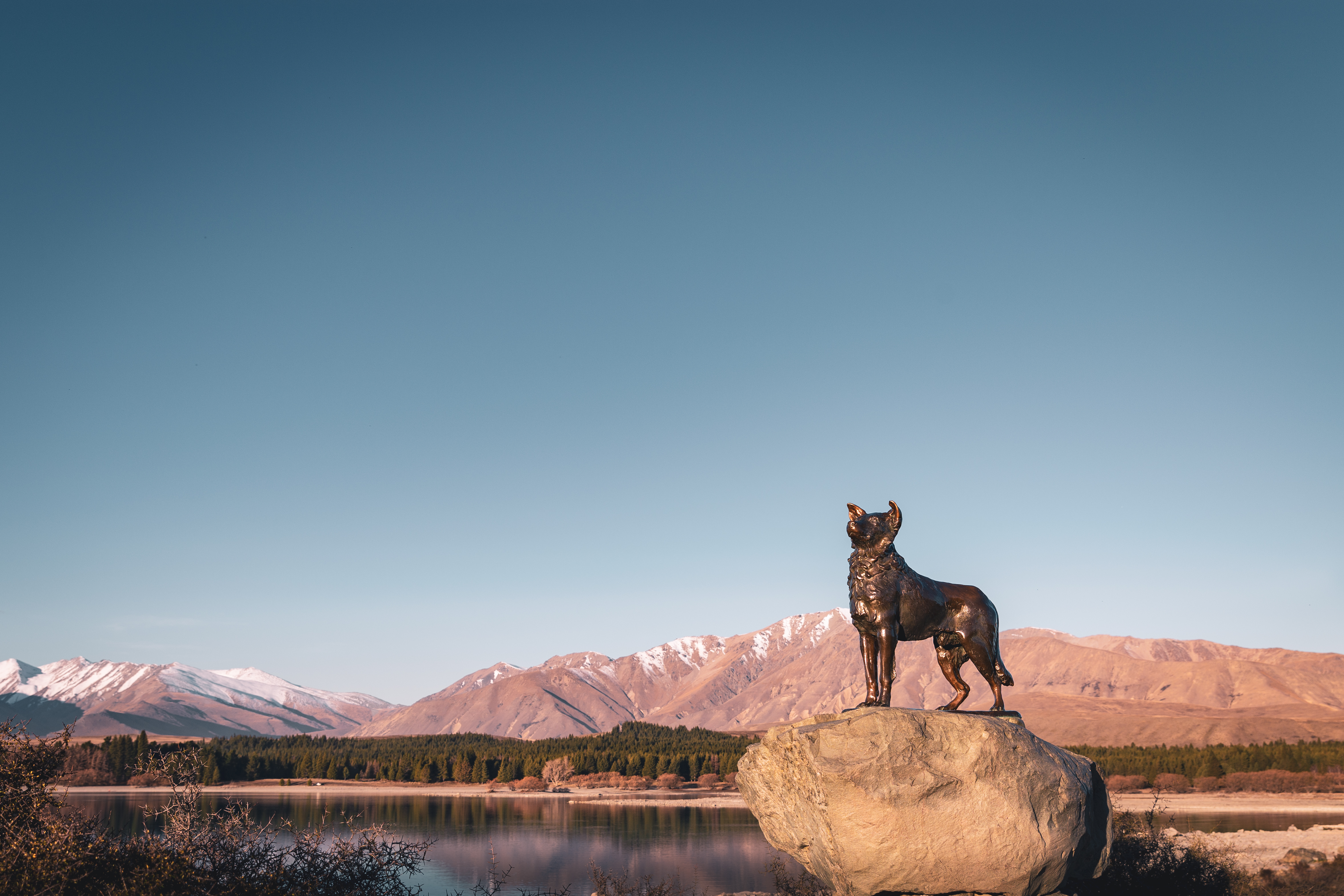 Border Collie, Lake Tekapo 