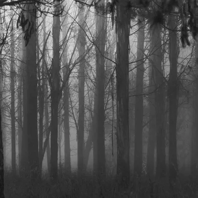 Mist I,  Mt Cargill
