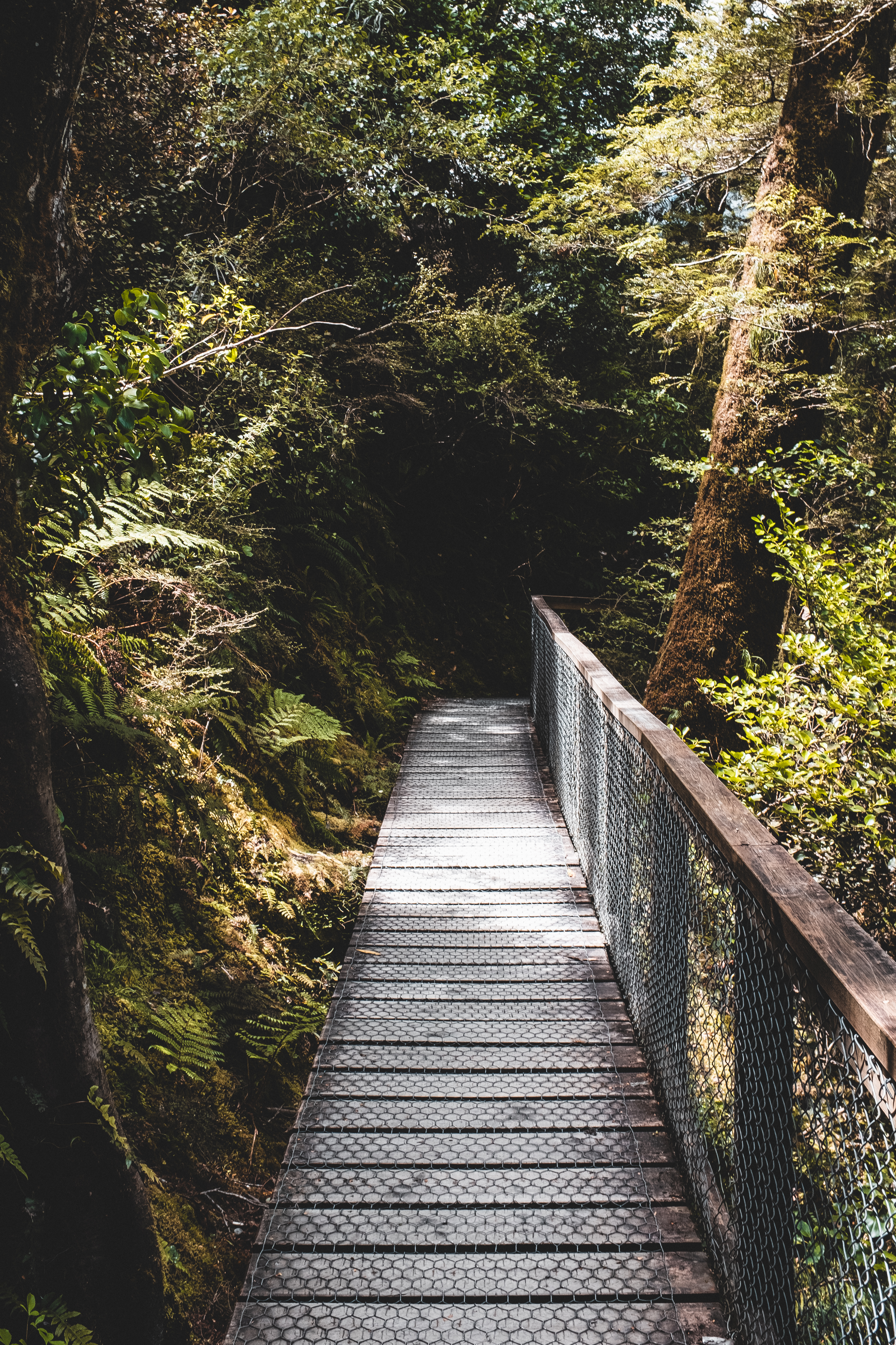 Boardwalk, Mt Aspiring