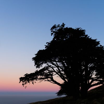 Monterey Cypress, Sandymount