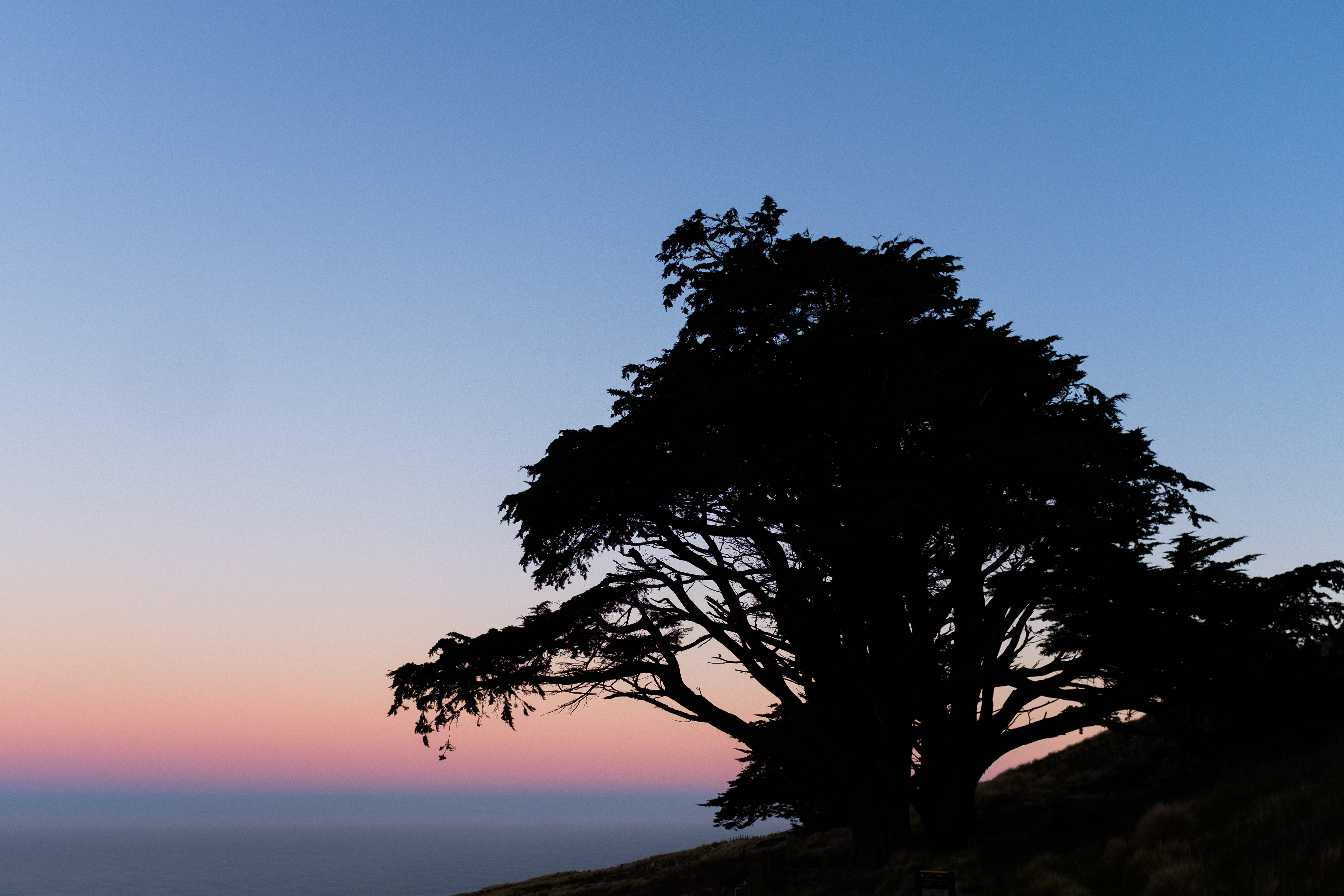 Monterey Cypress, Sandymount