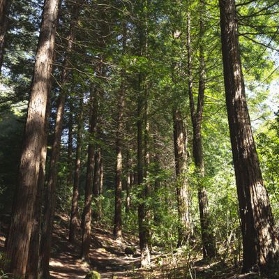 Redwoods II, Te Mata Peak