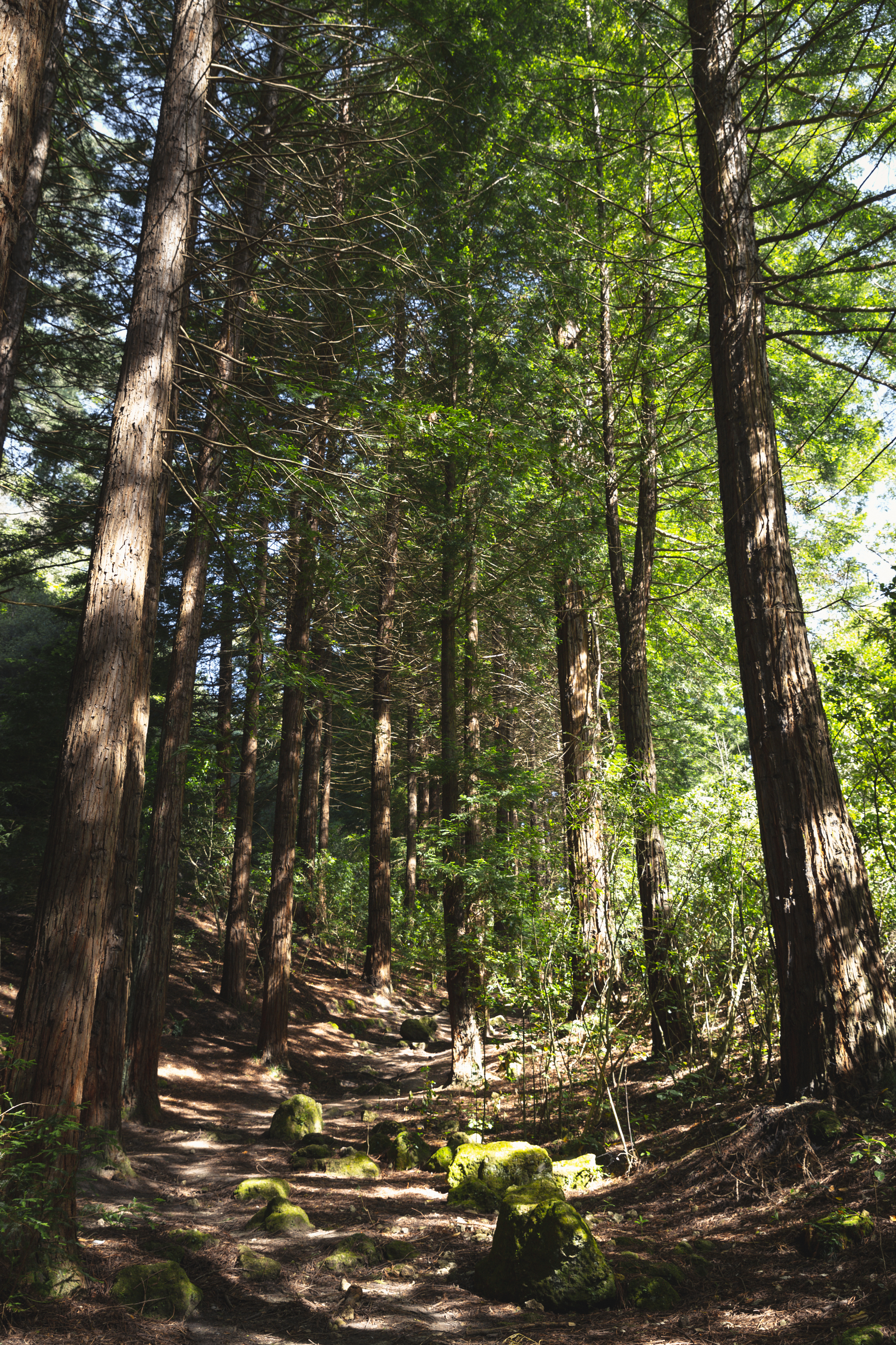 Redwoods II, Te Mata Peak