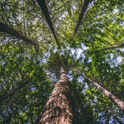 Redwoods I, Te Mata Peak