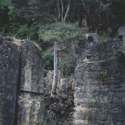 Concrete Roots, Karangahake Gorge