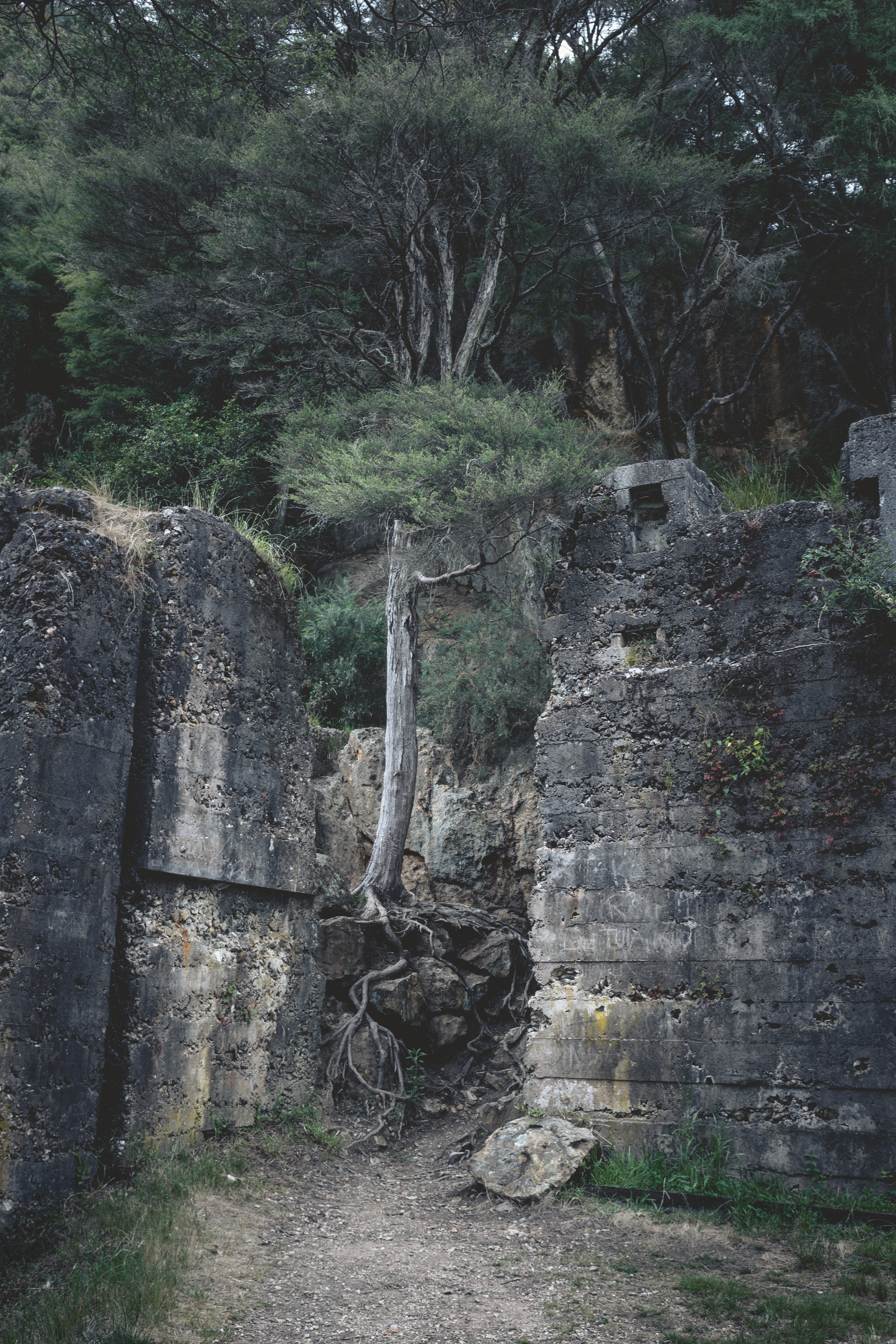 Concrete Roots, Karangahake Gorge